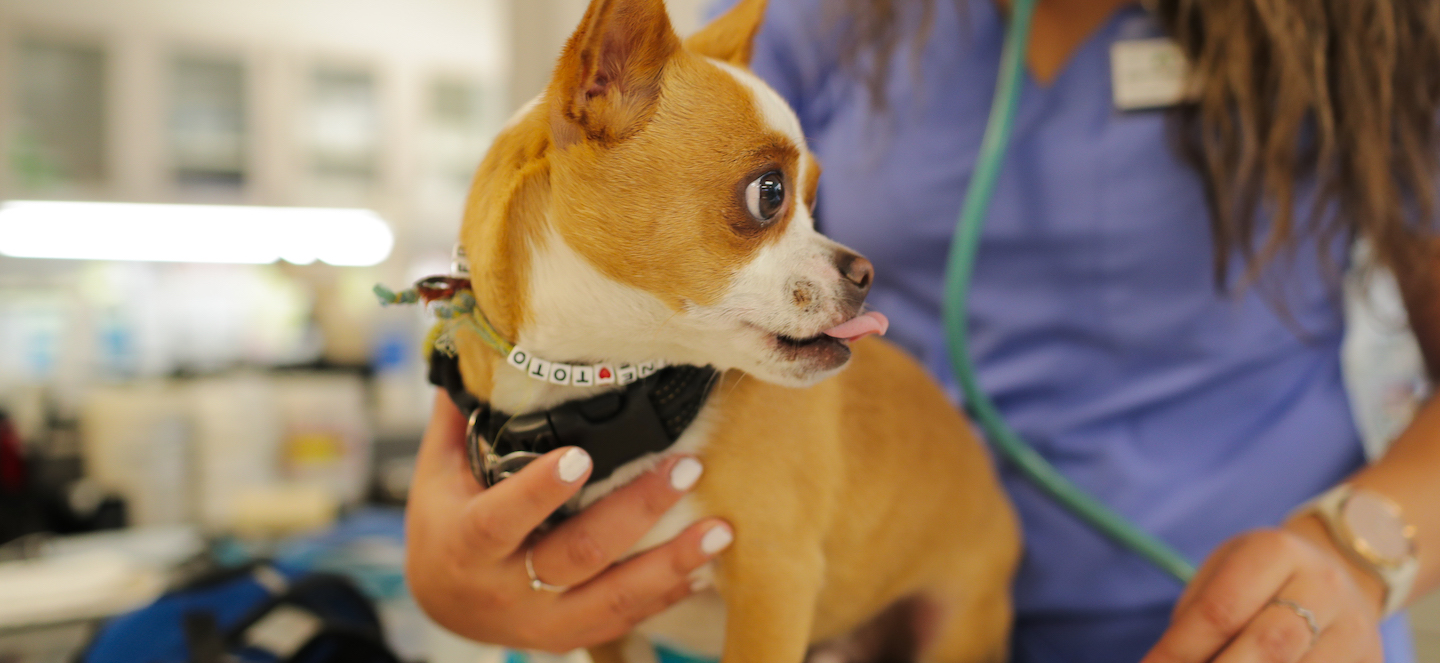 chihuahua receiving vet care